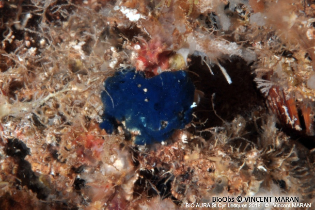 Eponge encroûtante bleue - Terpios gelatinosus - Brigitte Fournier - BioObs