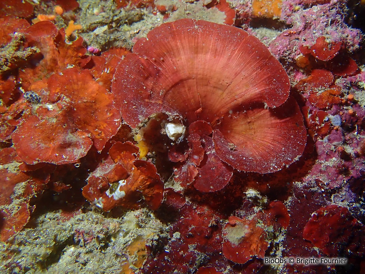 Peyssonnele écailleuse - Peyssonnelia squamaria - Brigitte Fournier - BioObs