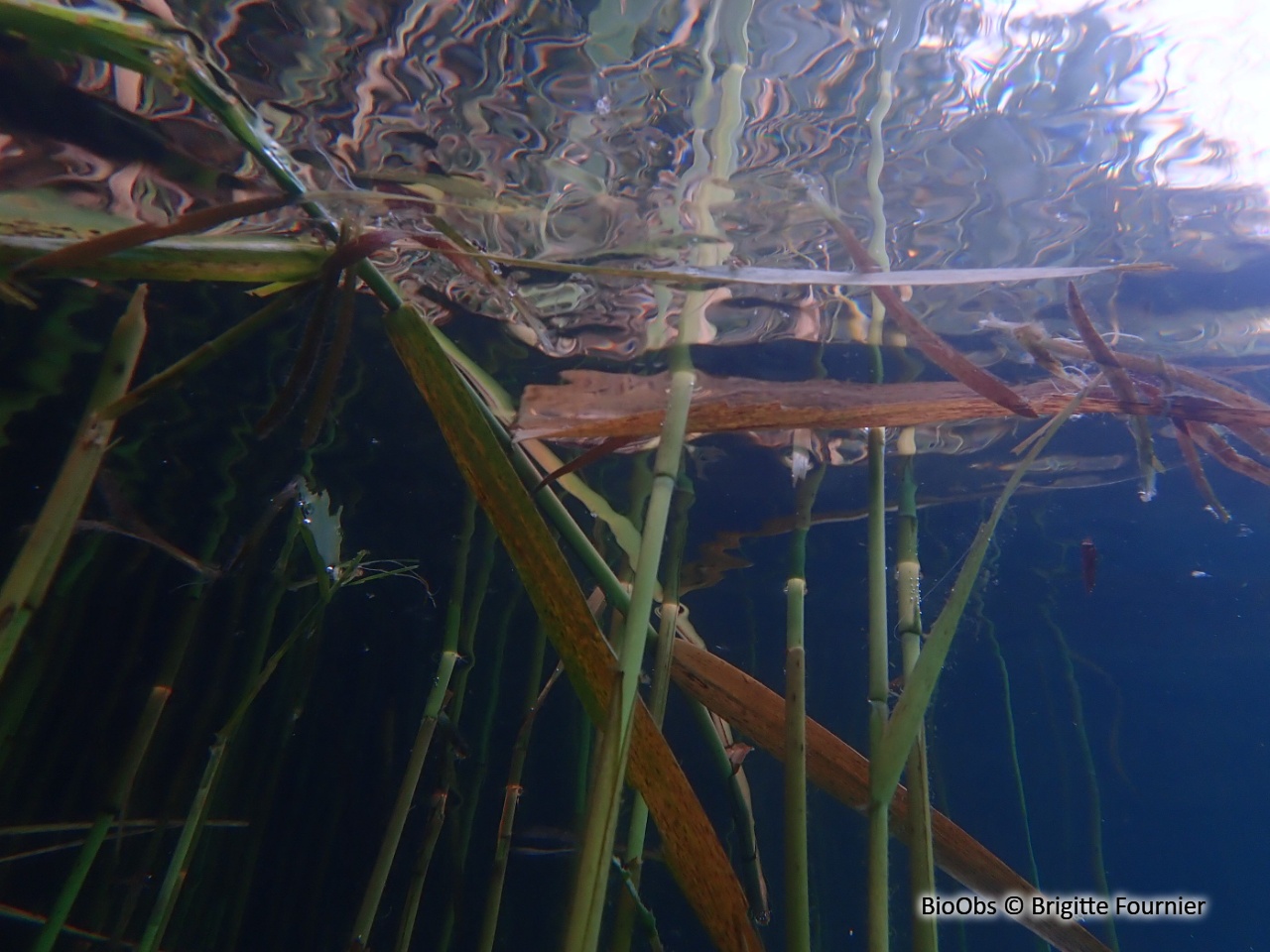 Roseau - Phragmites australis - Brigitte Fournier - BioObs