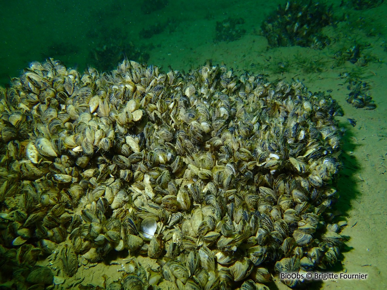 Moule zébrée d'eau douce - Dreissena sp