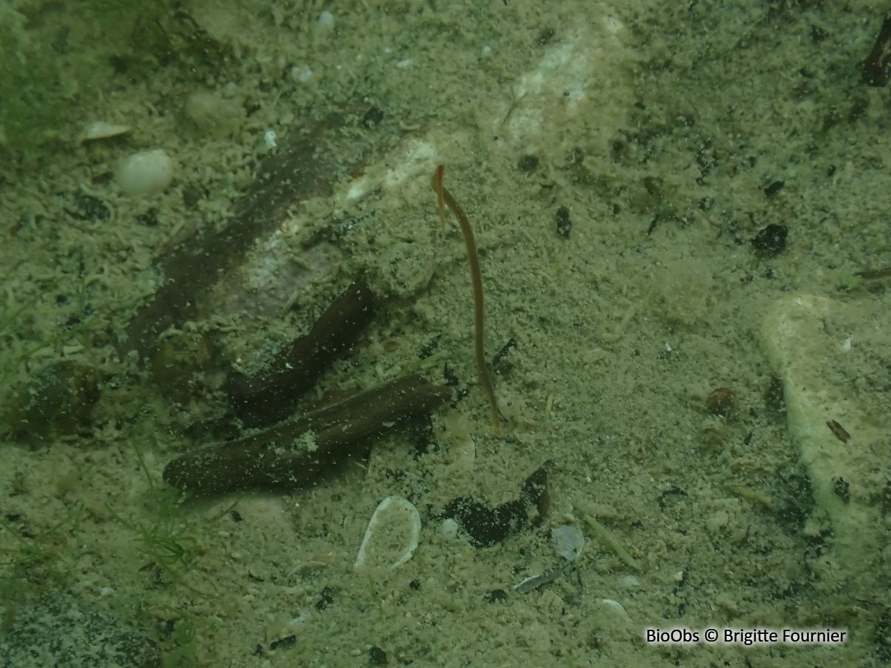 Ver fragile - Lumbriculus variegatus - Brigitte Fournier - BioObs