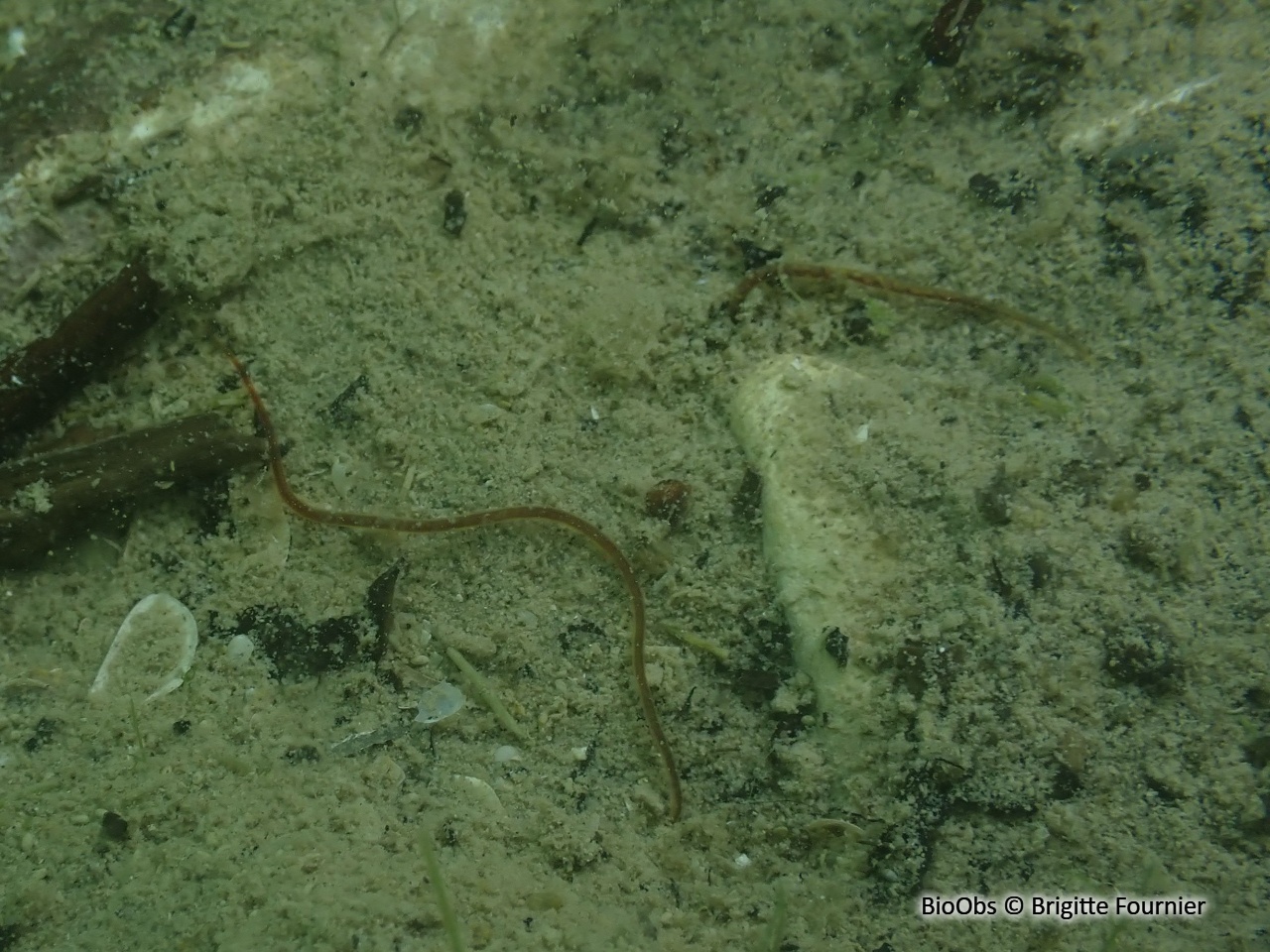 Ver fragile - Lumbriculus variegatus - Brigitte Fournier - BioObs