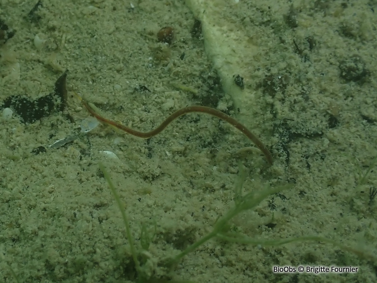 Ver fragile - Lumbriculus variegatus - Brigitte Fournier - BioObs