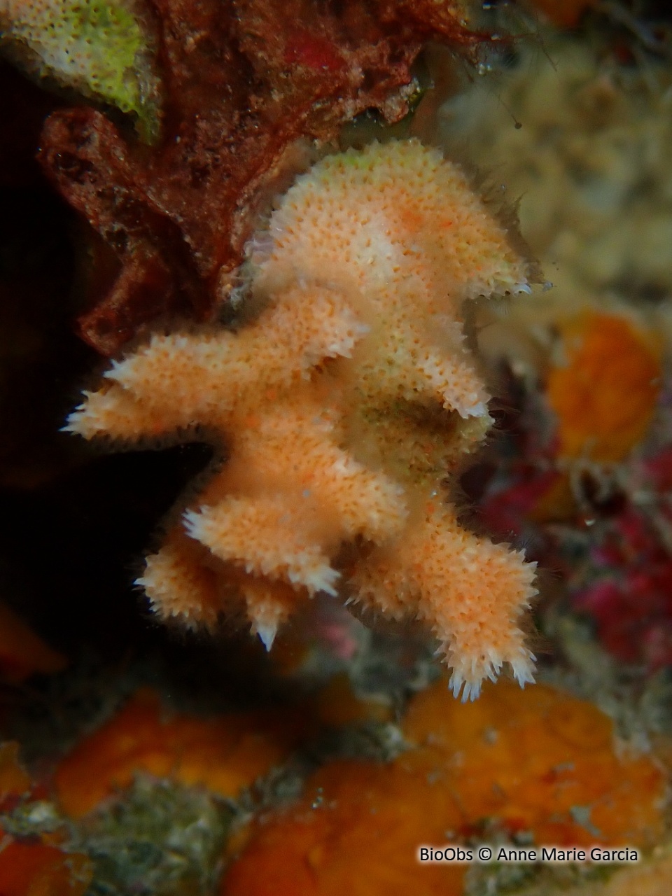 Bryozoaire corne d'élan - Dentiporella sardonica - Anne Marie Garcia - BioObs