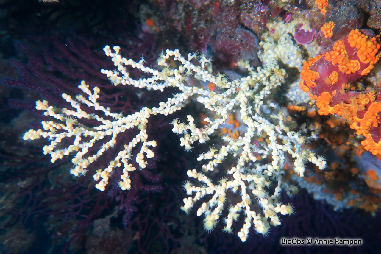 Anémone buissonnante - Savalia savaglia - Annie Rampon - BioObs