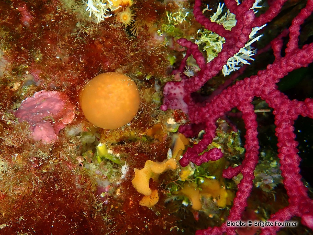 Aplidium conique - Aplidium conicum - Brigitte Fournier - BioObs