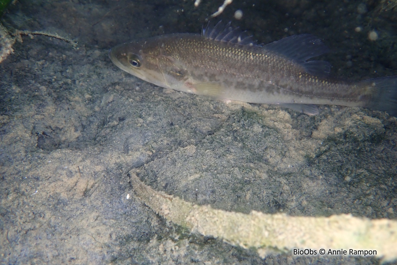 Achigan à grande bouche - Micropterus salmoides - Annie Rampon - BioObs