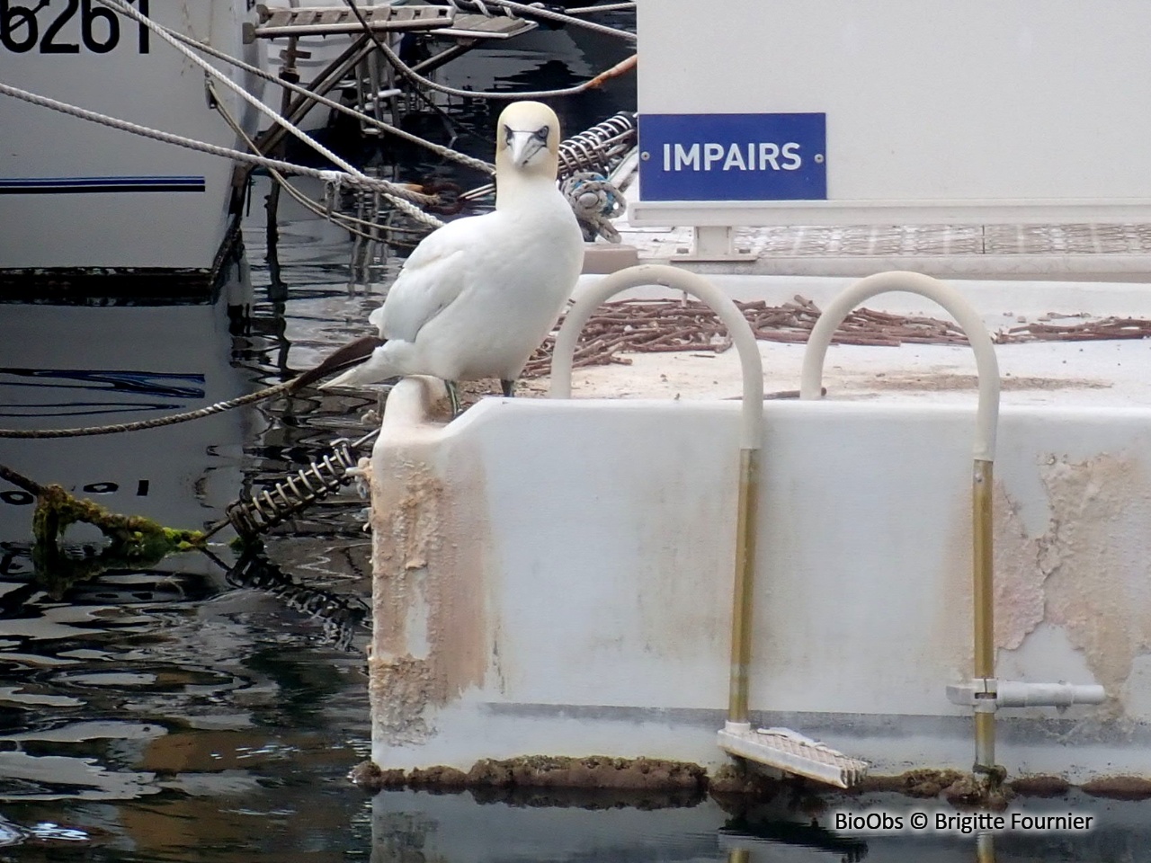 Fou de Bassan - Morus bassanus - Brigitte Fournier - BioObs