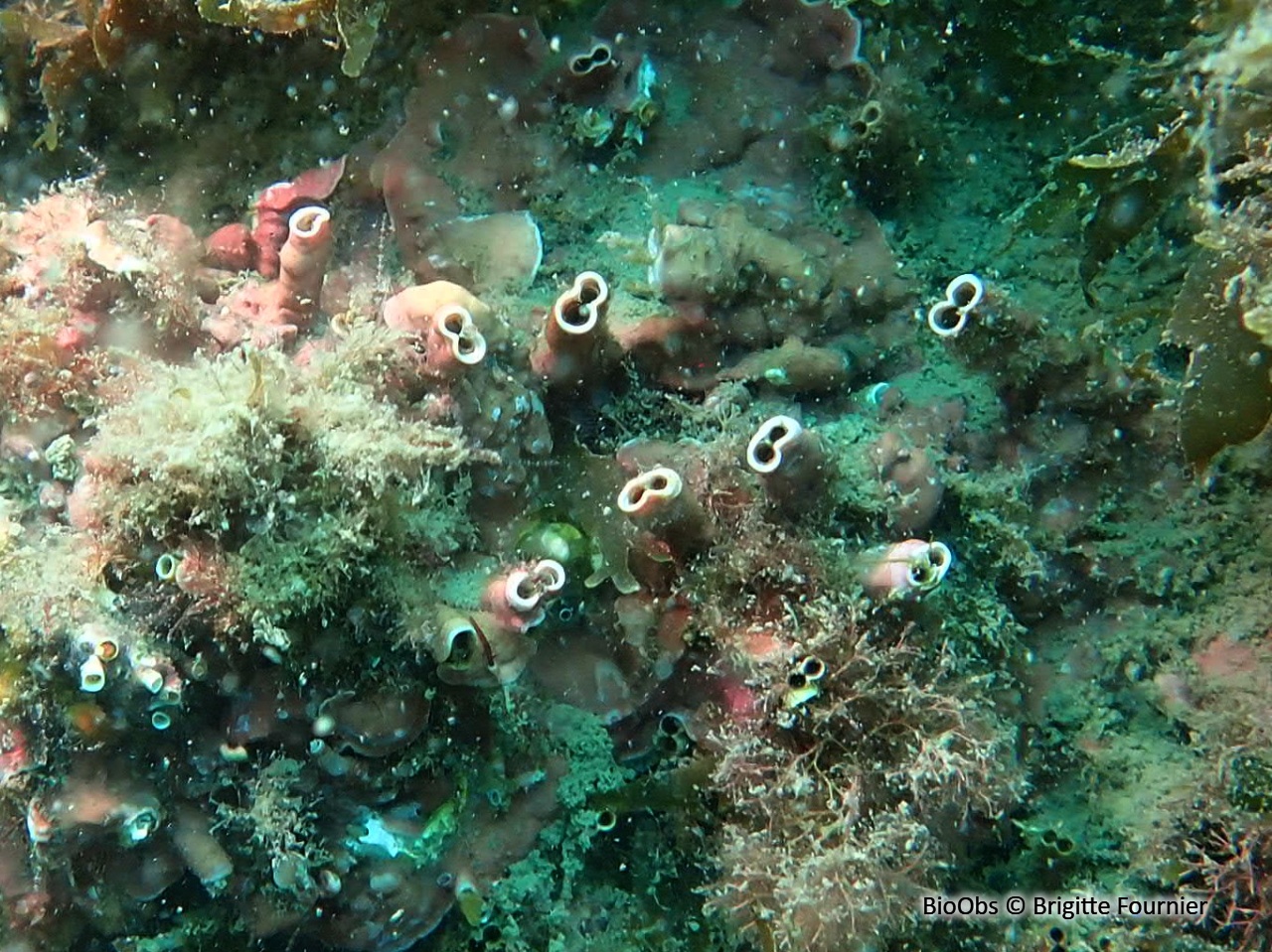 Rocellaire - Rocellaria dubia - Brigitte Fournier - BioObs