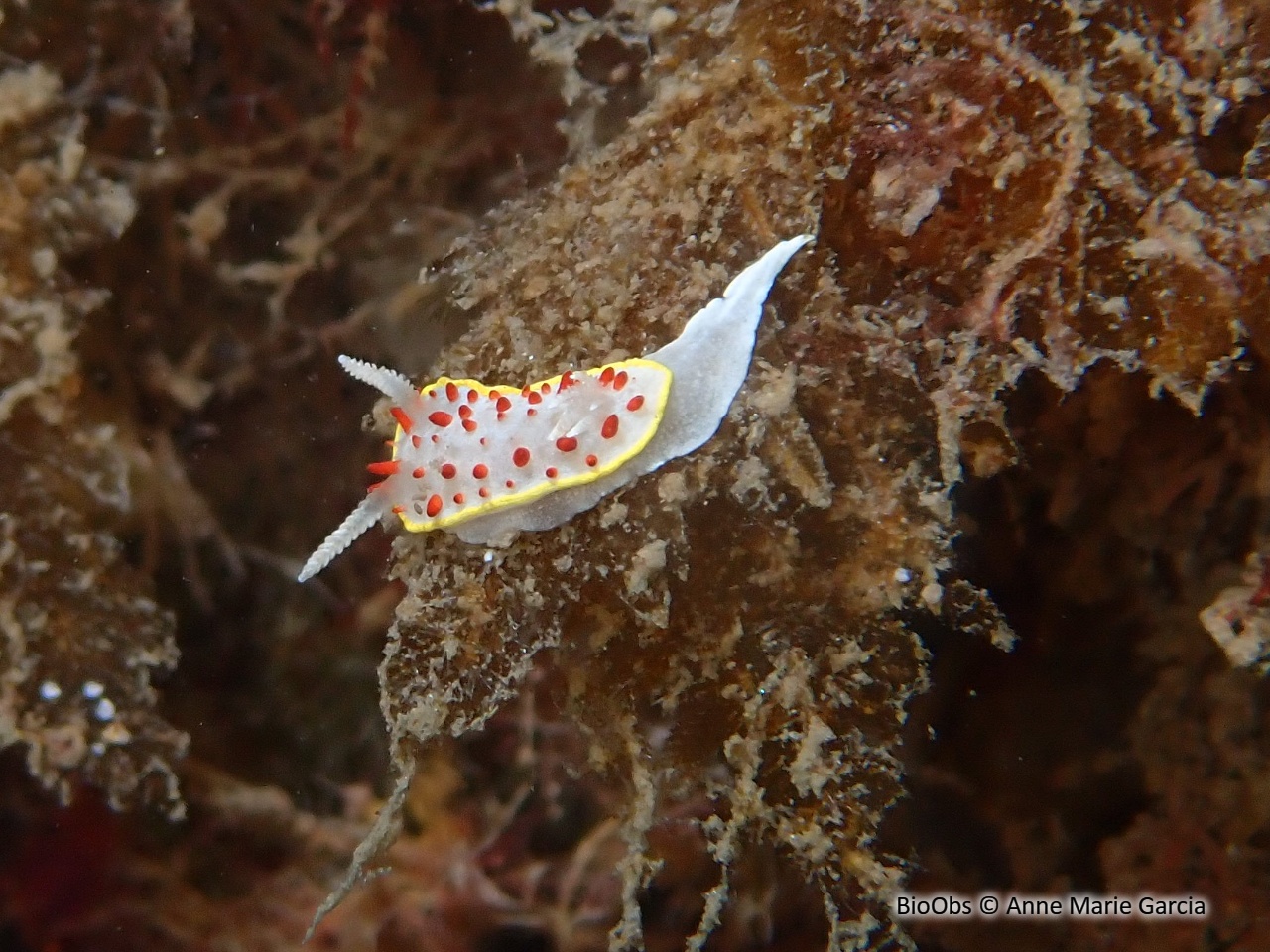 Doris à papilles rouges - Diaphorodoris papillata - Anne Marie Garcia - BioObs