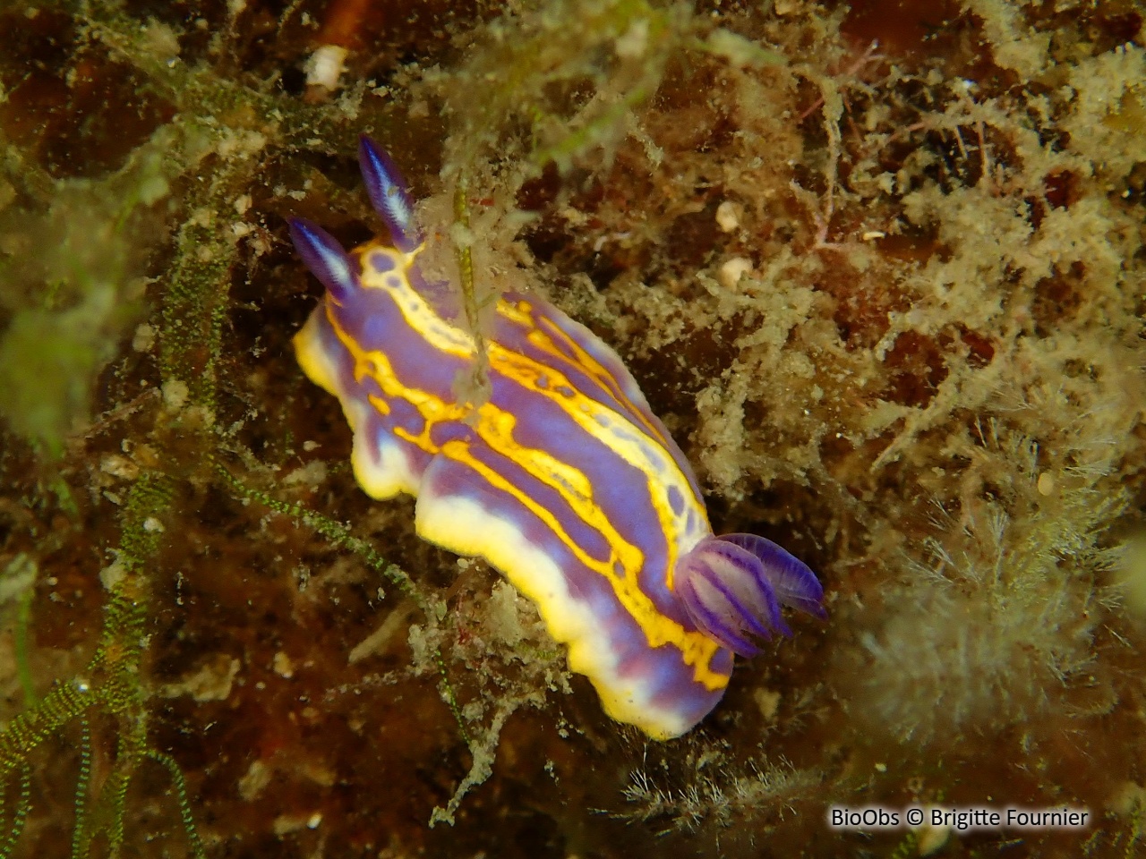 Doris de Brito - Felimida binza - Brigitte Fournier - BioObs