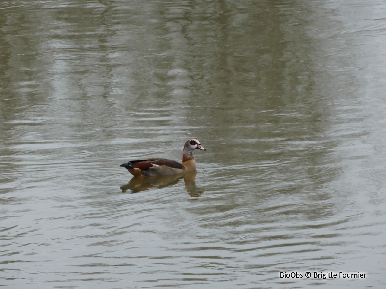Ouette d'Égypte - Alopochen aegyptiaca - Brigitte Fournier - BioObs
