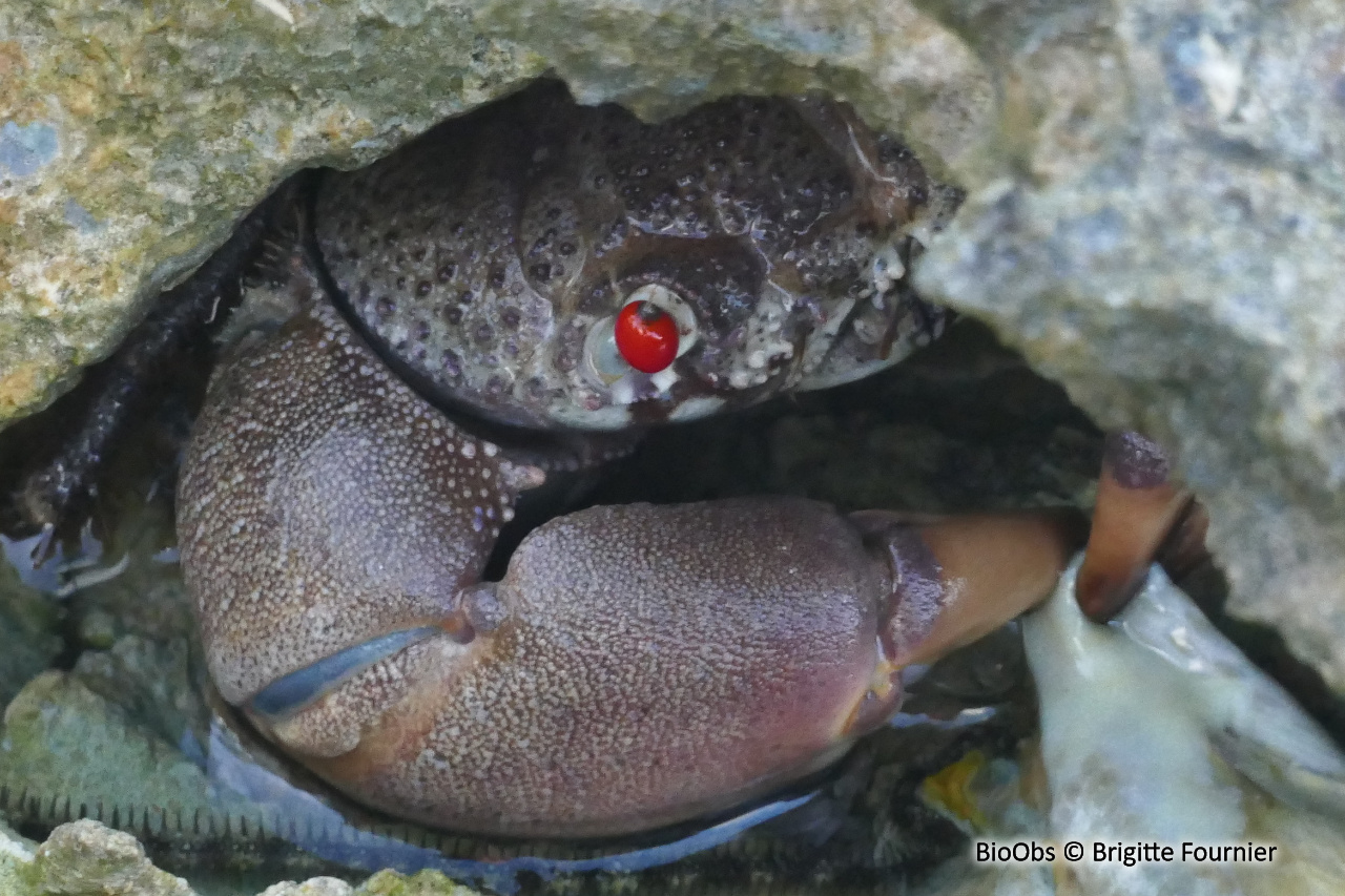 Crabe lisse aux yeux rouges - Eriphia sebana - Brigitte Fournier - BioObs