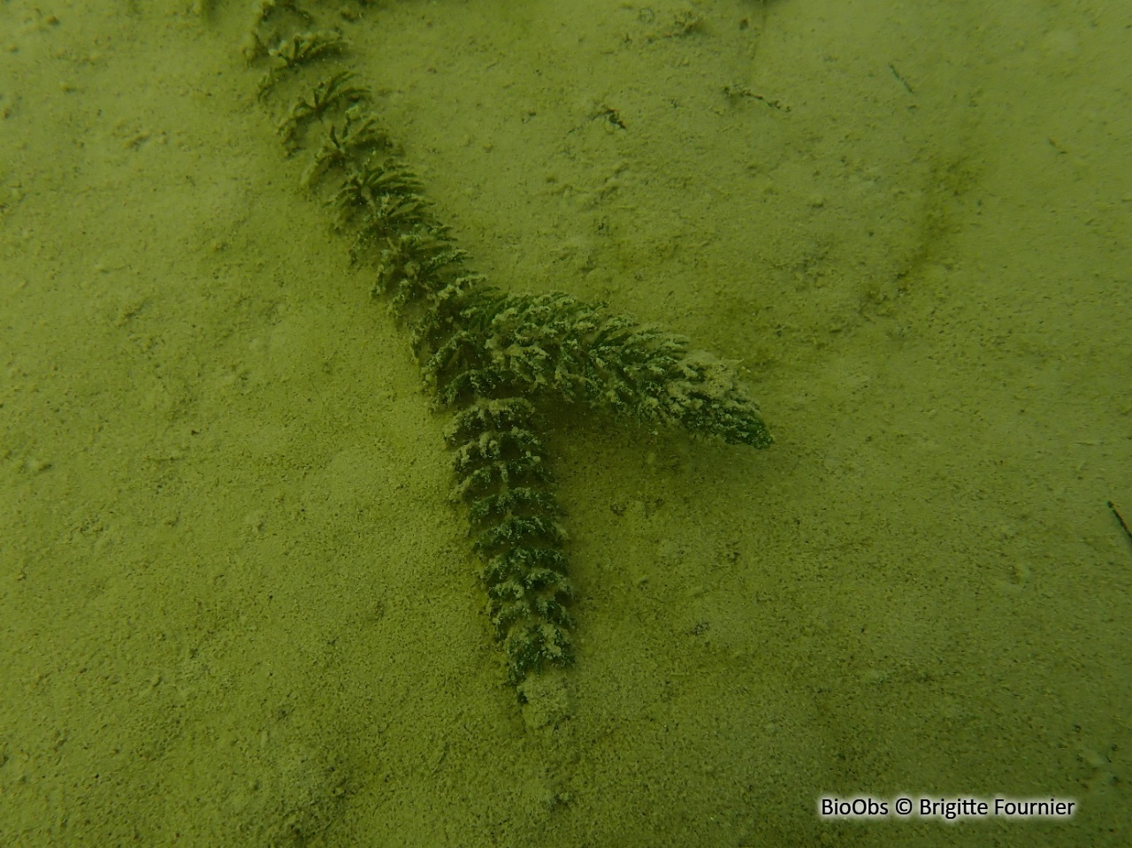 Cornifle - Ceratophyllum demersum - Brigitte Fournier - BioObs