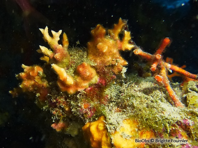 Bryozoaire corne d'élan - Dentiporella sardonica - Brigitte Fournier - BioObs