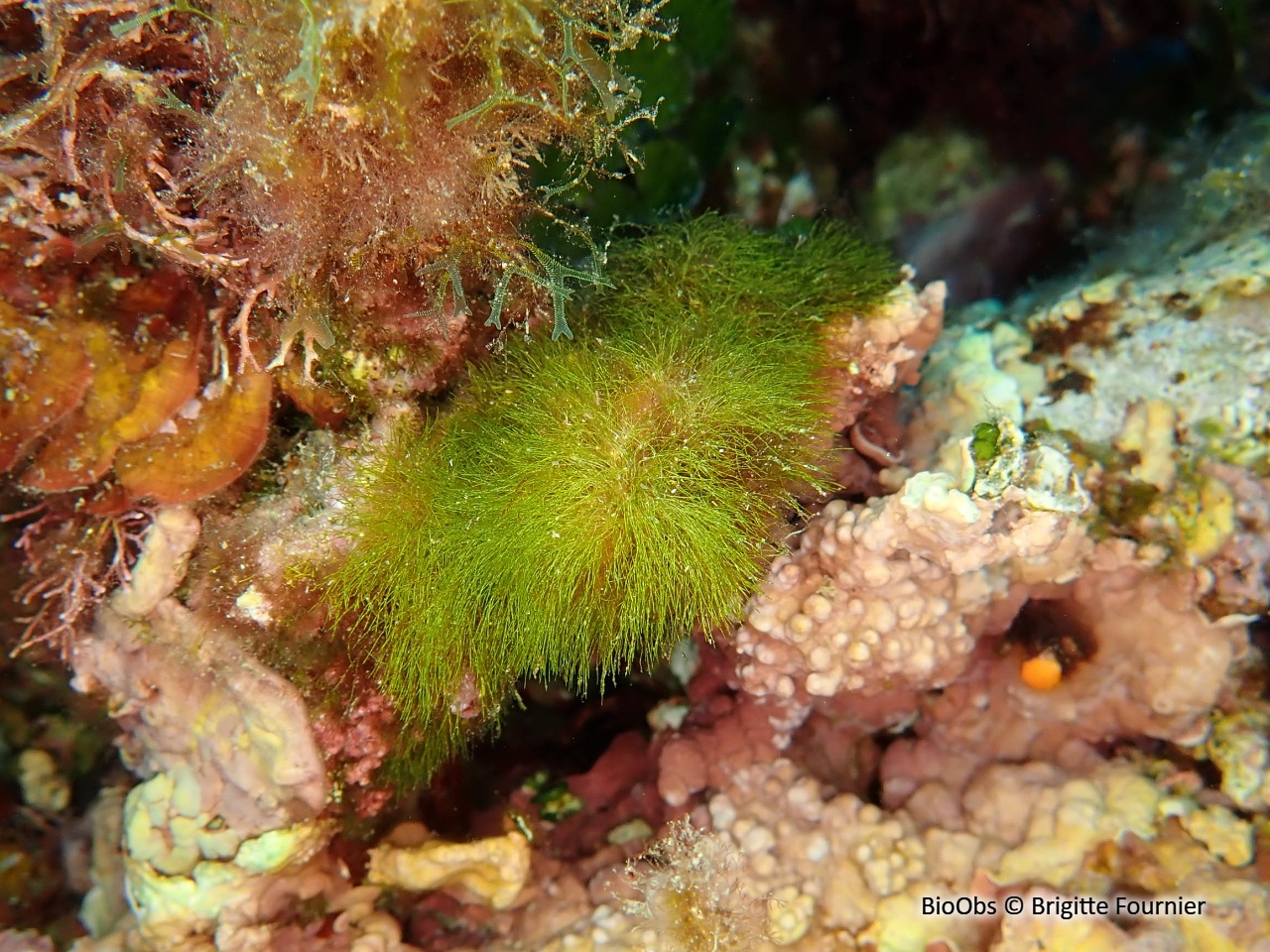 Gazon - Pedobesia simplex - Brigitte Fournier - BioObs