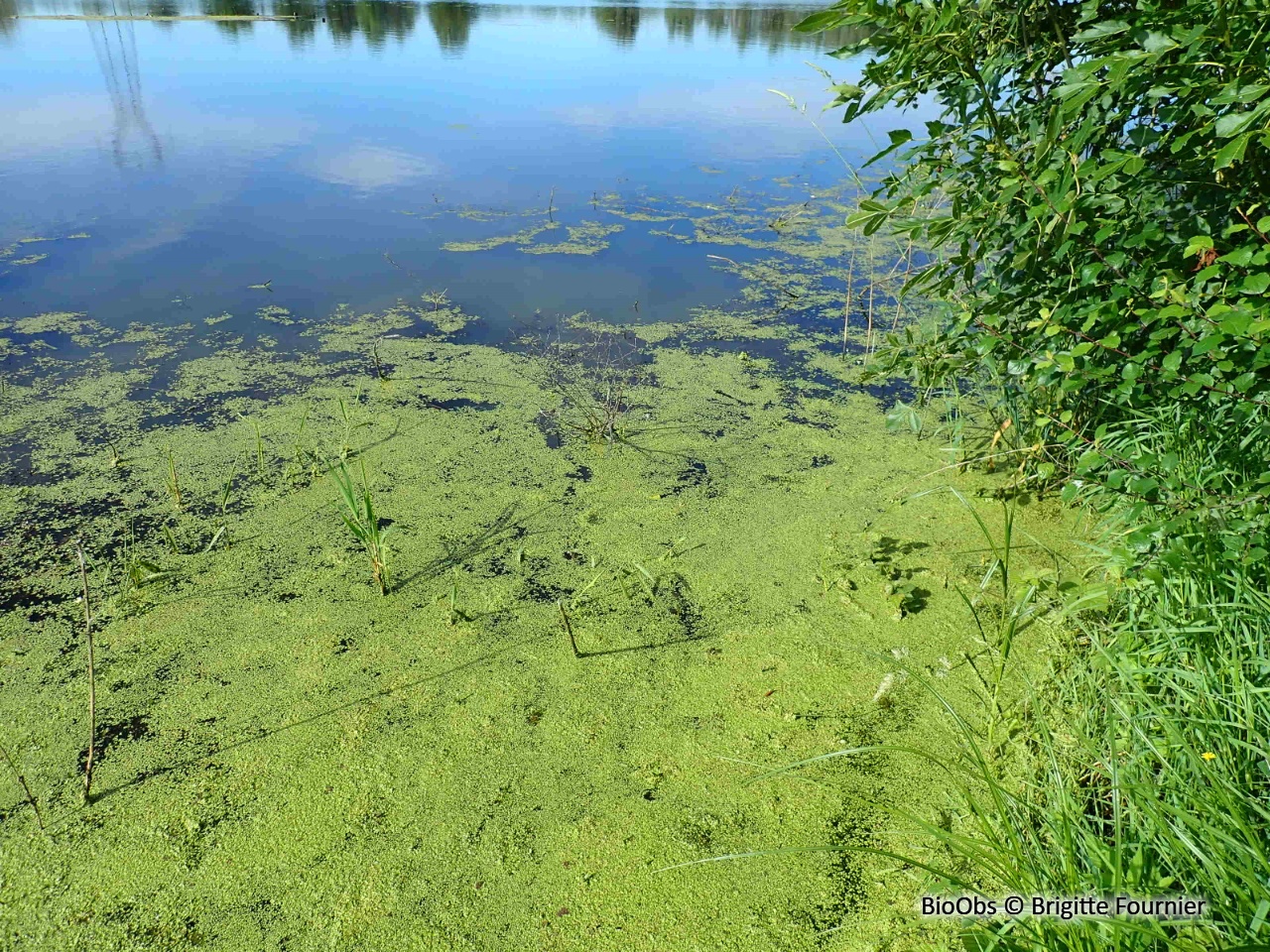 Petite lentille d'eau - Lemna minor - Brigitte Fournier - BioObs