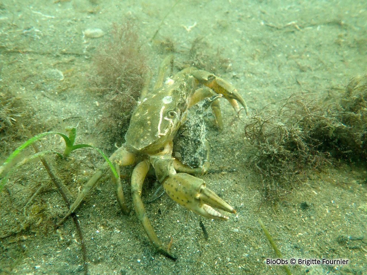 Crabe vert de Méditerranée - Carcinus aestuarii - Brigitte Fournier - BioObs