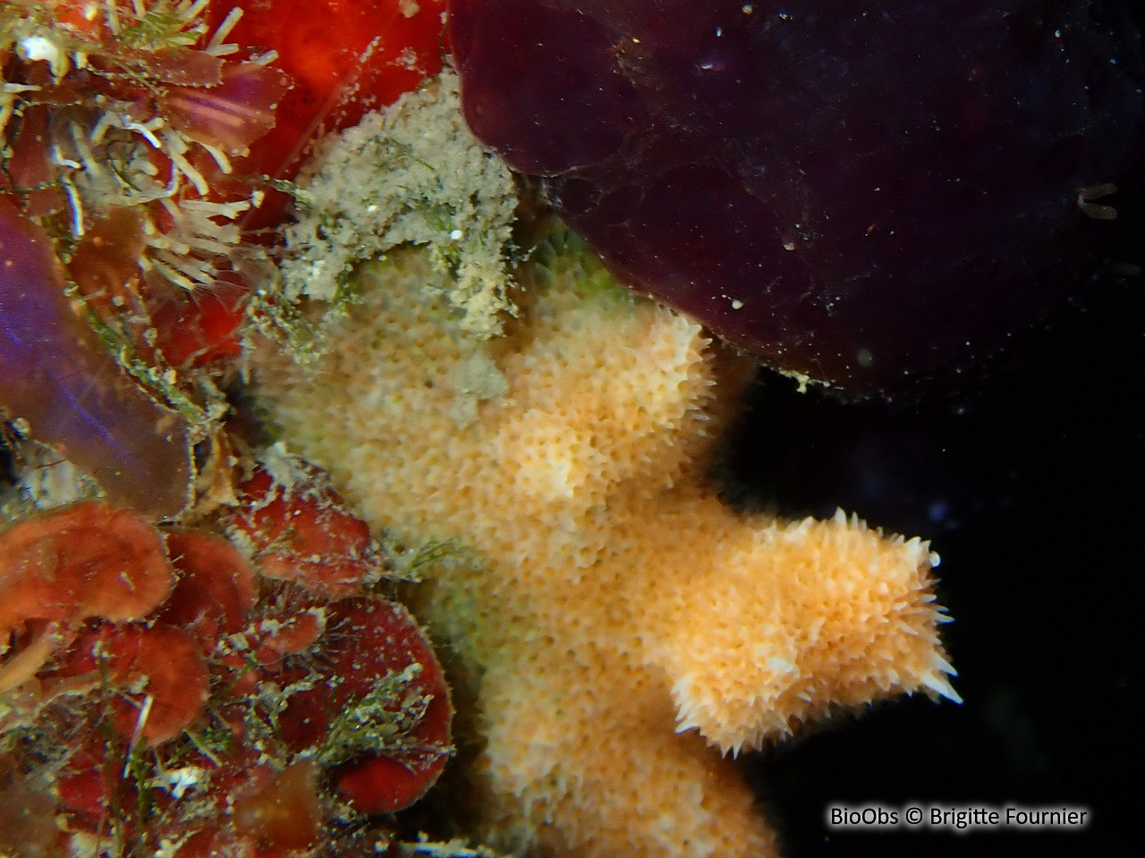 Bryozoaire corne d'élan - Dentiporella sardonica - Brigitte Fournier - BioObs
