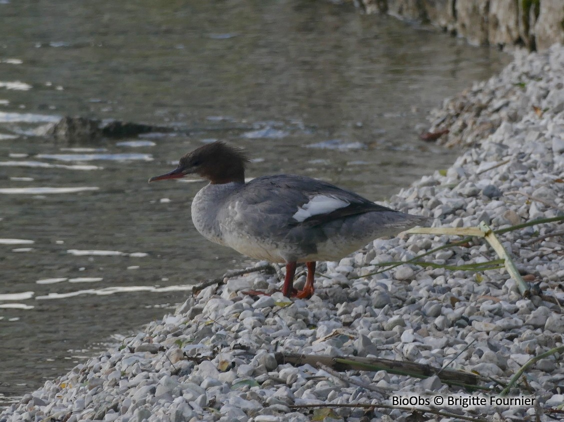 Harle bièvre - Mergus merganser - Brigitte Fournier - BioObs