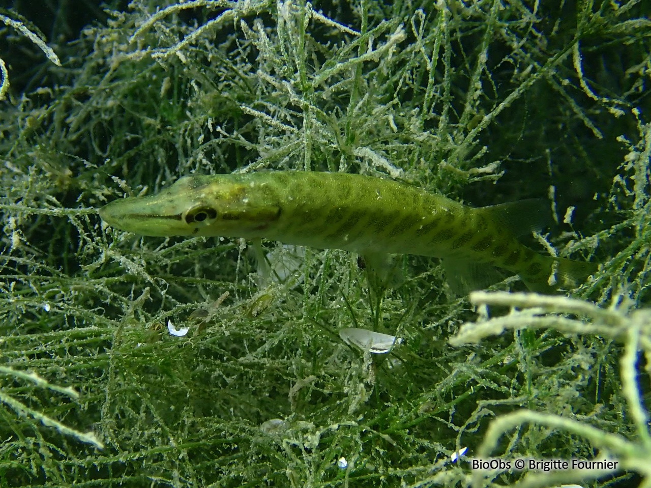 Brochet - Esox lucius - Brigitte Fournier - BioObs