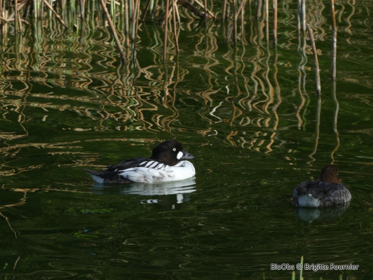 Garrot à oeil d'or - Bucephala clangula - Brigitte Fournier - BioObs