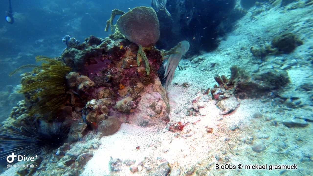 Poulpe de récif des caraïbes - Octopus briareus - mickael grasmuck - BioObs