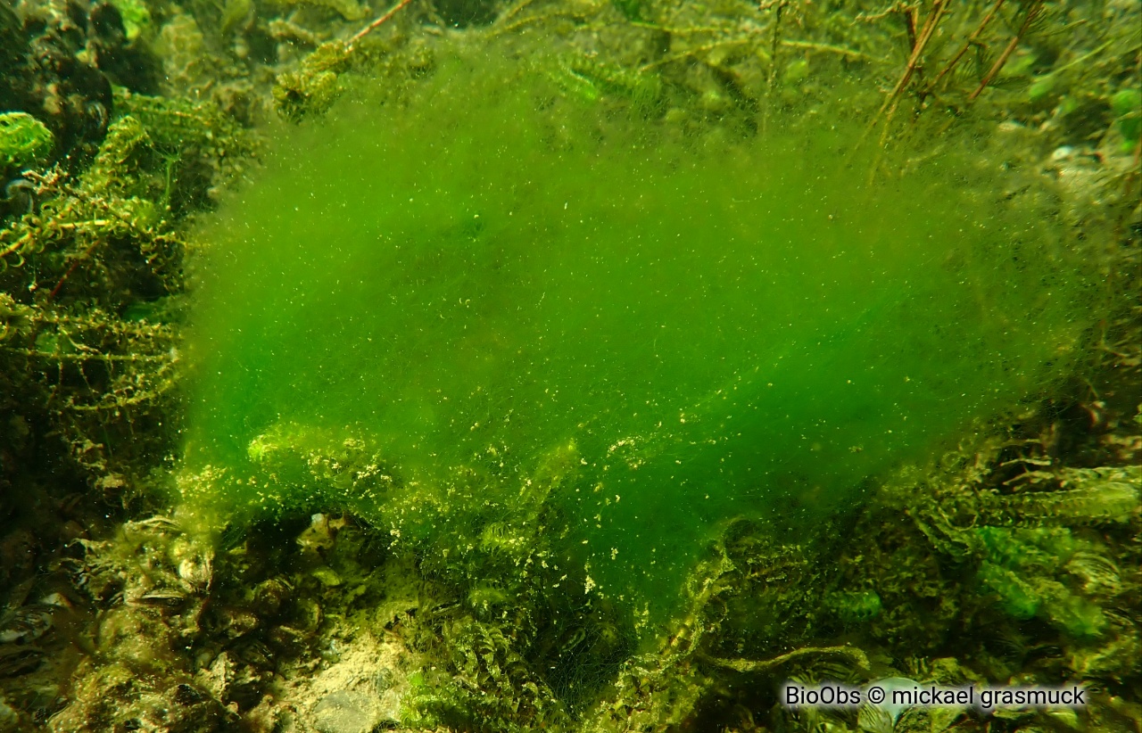 Spirogyre - Spirogyra sp. - mickael grasmuck - BioObs
