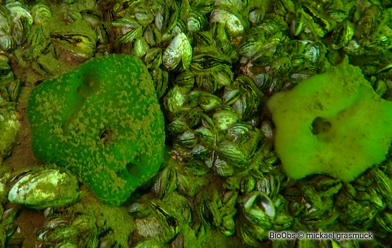 Eponge d'eau douce - Spongilla lacustris - mickael grasmuck - BioObs