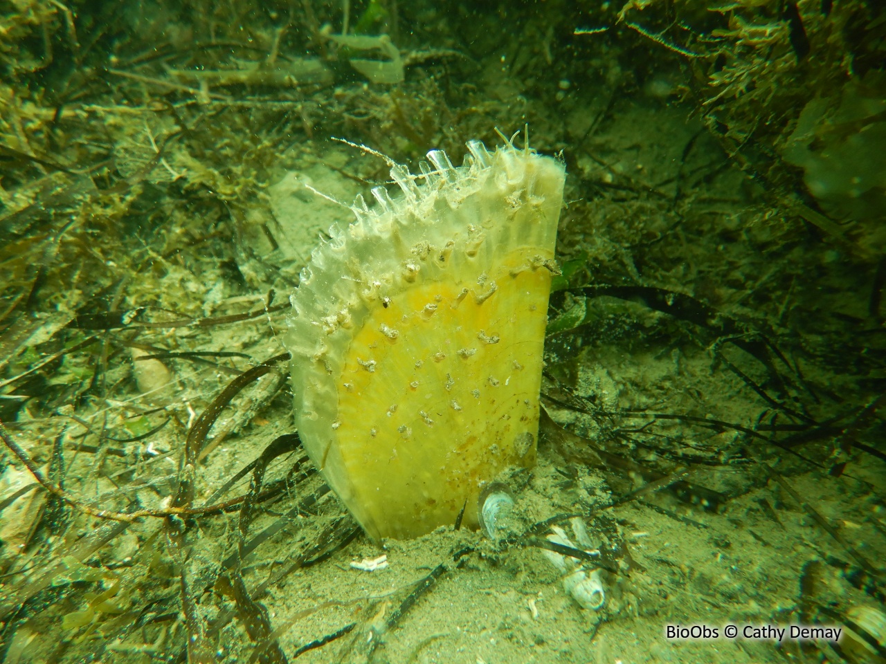 Grande nacre , Pinne noble - Pinna nobilis - Cathy Demay - BioObs