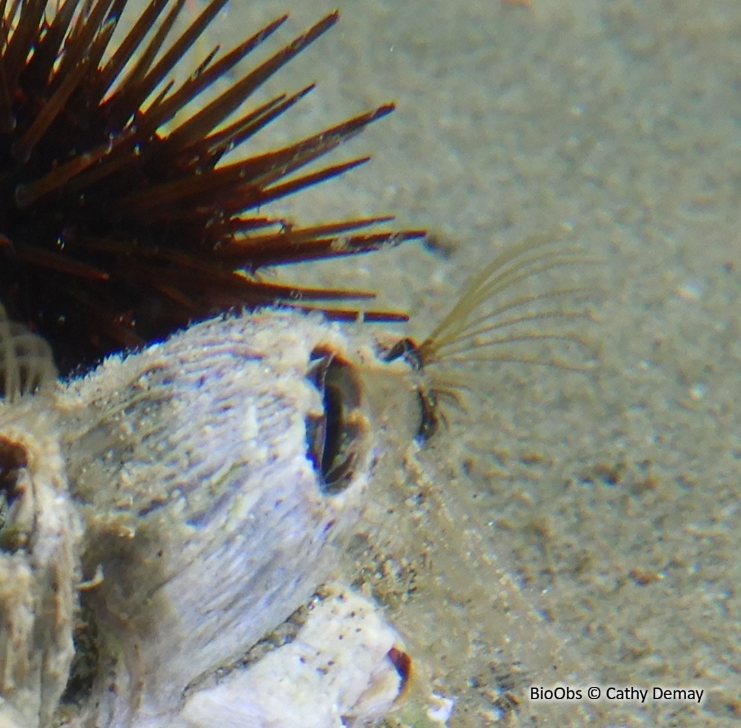 Balane rayée - Amphibalanus amphitrite - Cathy Demay - BioObs