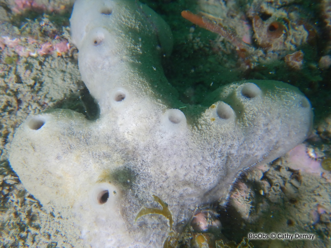 Eponge fistuleuse - Haliclona (Halichoclona) fistulosa - Cathy Demay - BioObs
