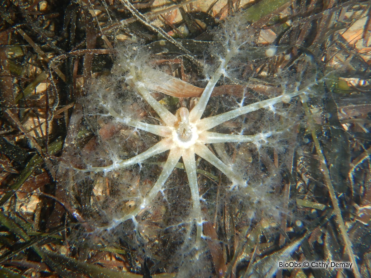 Lèche-doigts de Plancus - Ocnus planci - Cathy Demay - BioObs