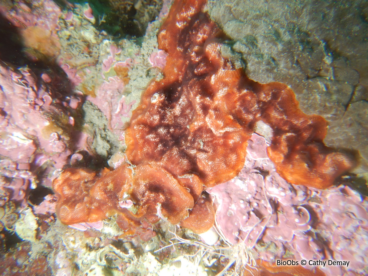 Bryozoaire encroûtant rouge - Schizobrachiella sanguinea - Cathy Demay - BioObs