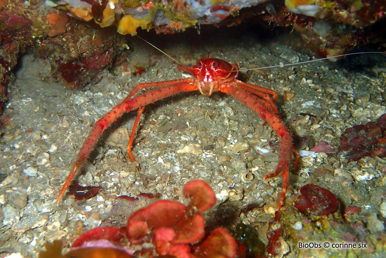 Galathée rose - Munida rugosa - corinne six - BioObs
