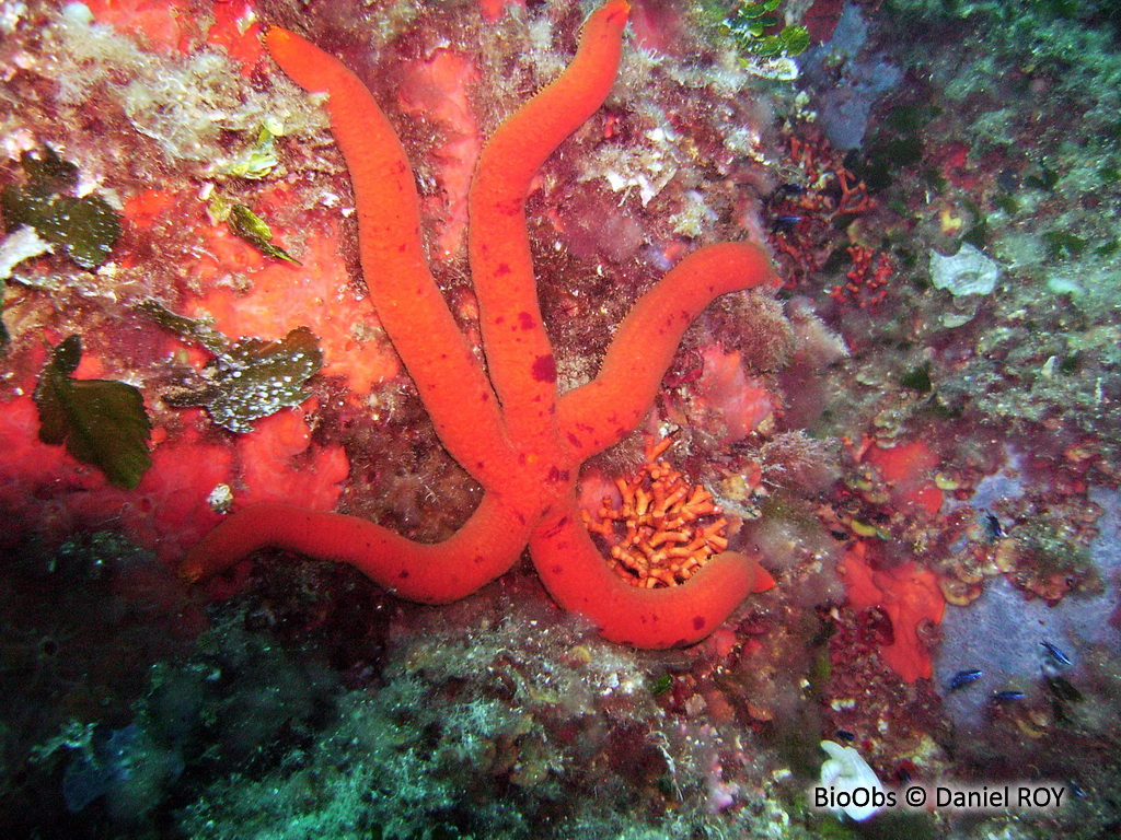 Etoile de mer violette - Ophidiaster ophidianus - Daniel ROY - BioObs