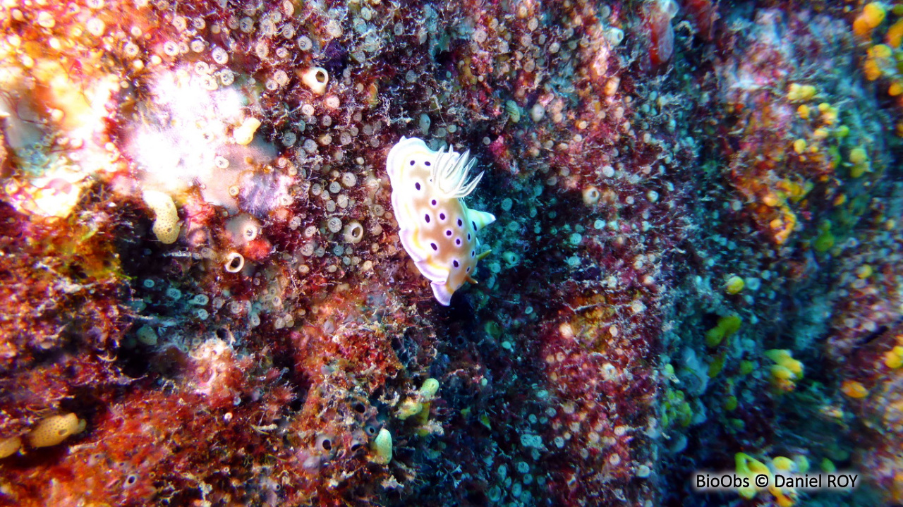 Chromodoris jumeau - Goniobranchus geminus - Daniel ROY - BioObs