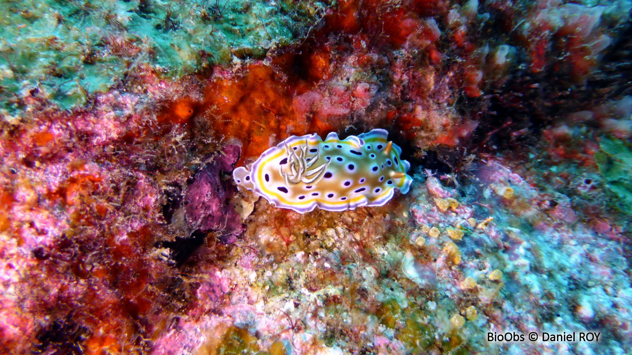 Chromodoris jumeau - Goniobranchus geminus - Daniel ROY - BioObs