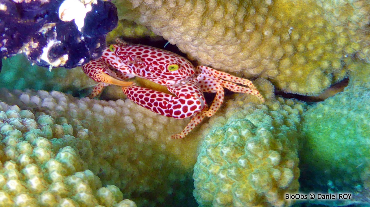 Crabe corallicole à pois rouges - Trapezia rufopunctata - Daniel ROY - BioObs