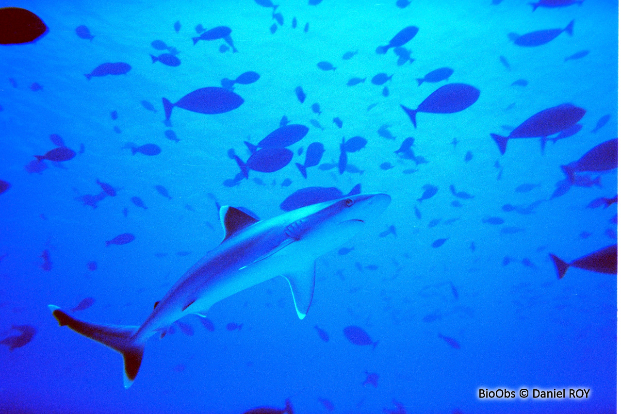 Requin pointes blanches de récif - Carcharhinus albimarginatus - Daniel ROY - BioObs