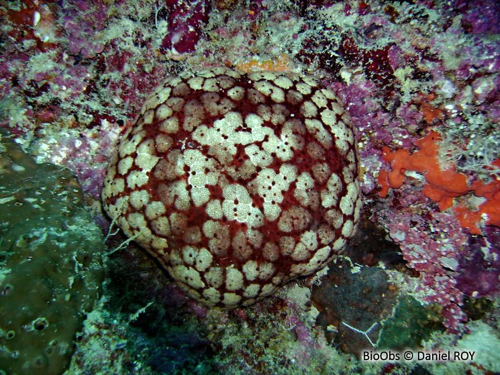 Etoile de mer coussin de l'Océan Indien - Culcita schmideliana - Daniel ROY - BioObs
