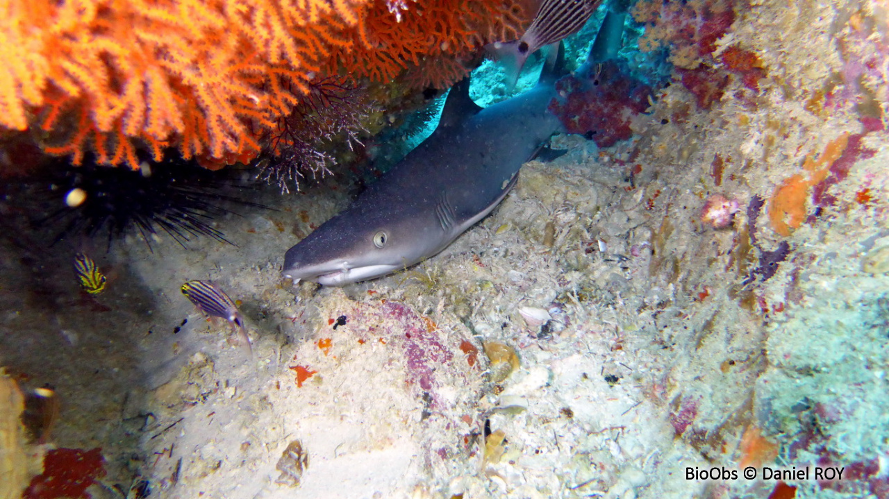 Requin corail - Triaenodon obesus - Daniel ROY - BioObs