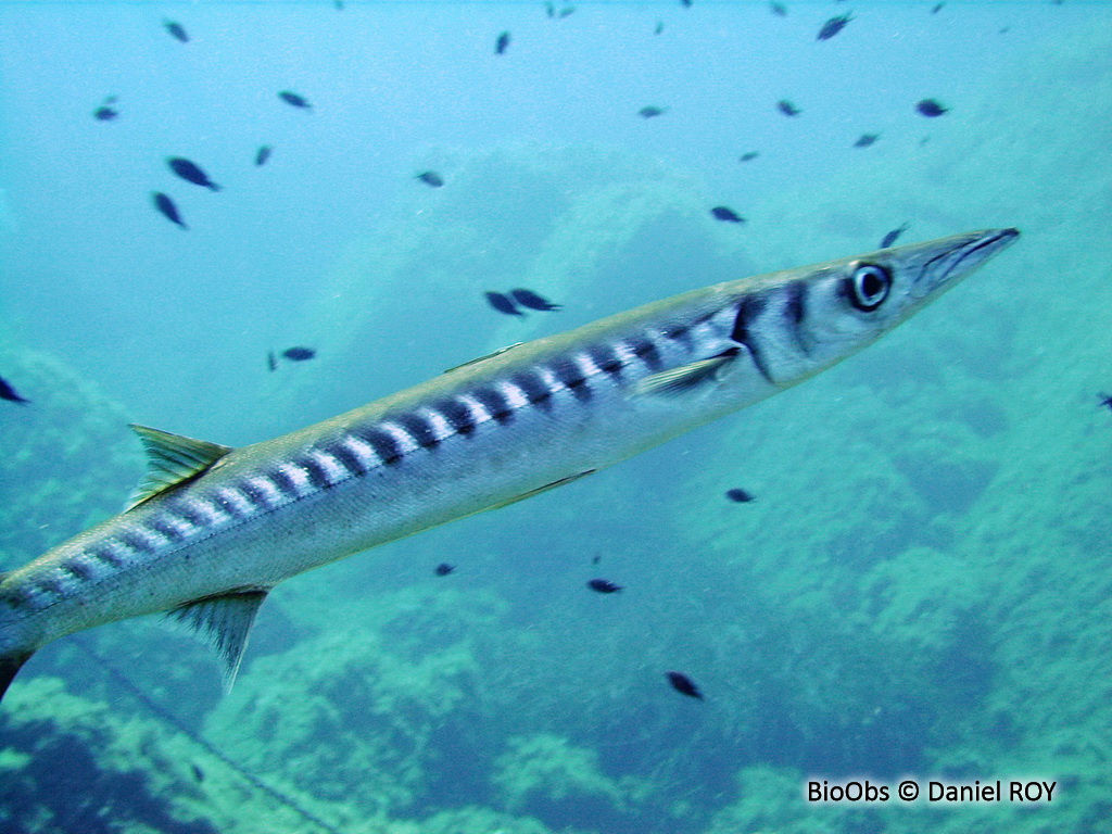 Barracuda, bécune à bouche jaune - Sphyraena viridensis - Daniel ROY - BioObs