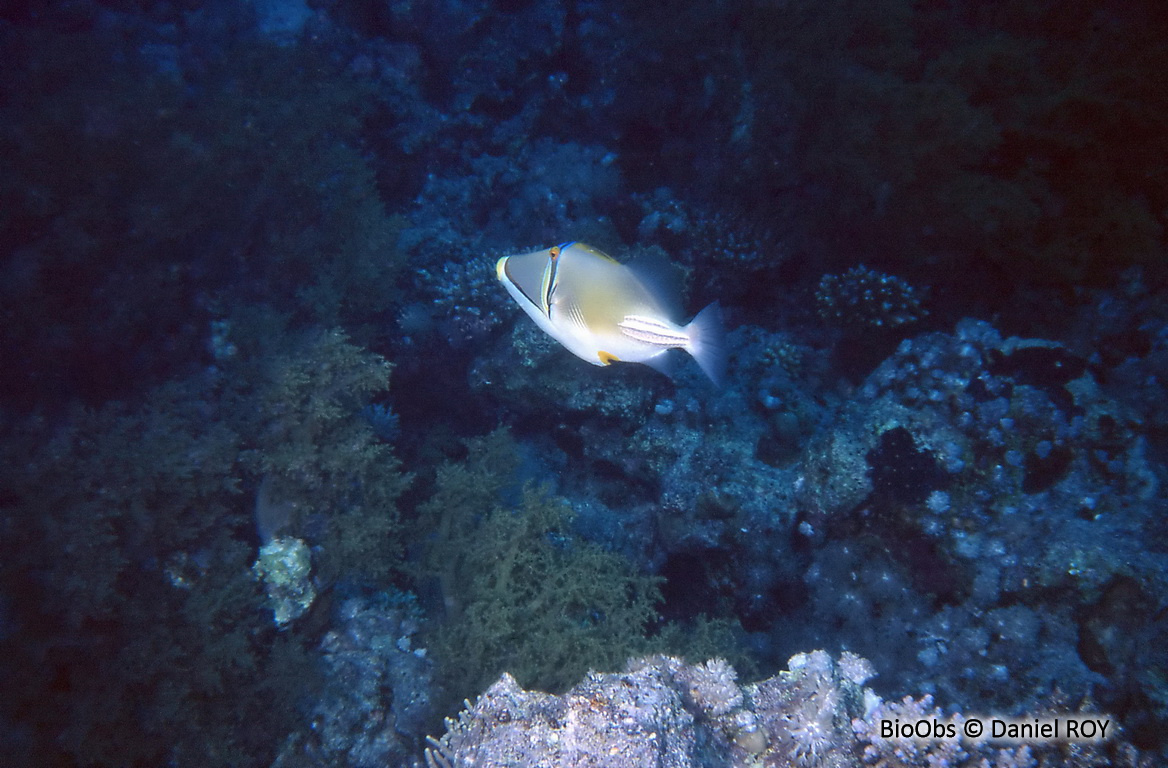 Baliste picasso de la mer Rouge - Rhinecanthus assasi - Daniel ROY - BioObs