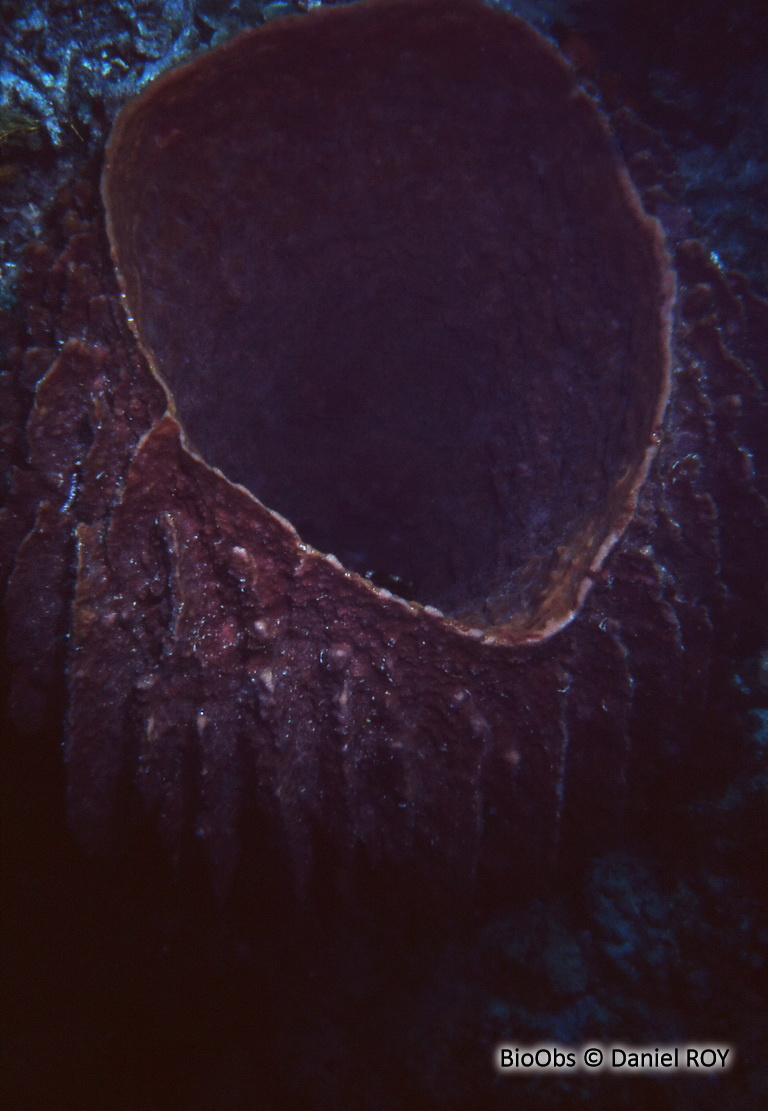 Eponge-barrique - Xestospongia testudinaria - Daniel ROY - BioObs