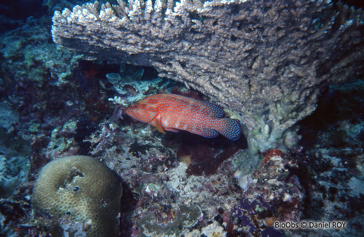 Mérou rouge - Cephalopholis miniata - Daniel ROY - BioObs