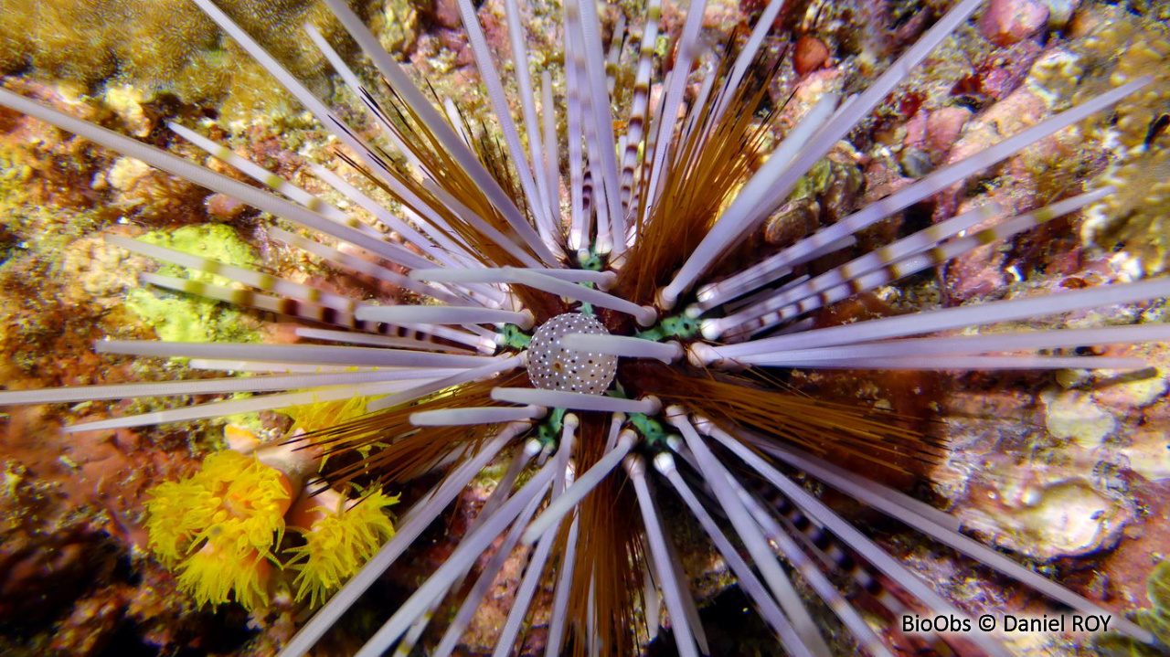 Oursin à doubles piquants - Echinothrix calamaris - Daniel ROY - BioObs