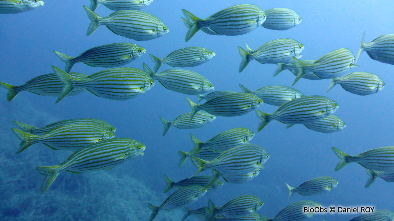 Saupe - Sarpa salpa - Daniel ROY - BioObs