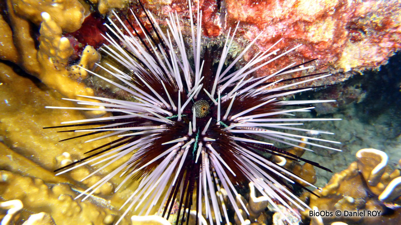Oursin à doubles piquants - Echinothrix calamaris - Daniel ROY - BioObs