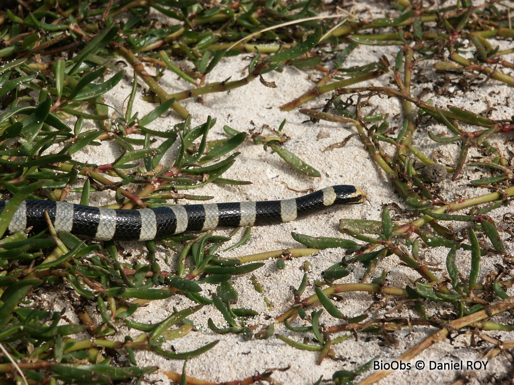 Tricot rayé jaune - Laticauda saintgironsi - Daniel ROY - BioObs